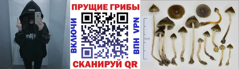 купить закладку  Горбатов  МЕГА ТОР  Псилоцибиновые грибы прущие грибы 